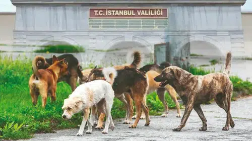 İSTANBUL’DA SOKAK KÖPEKLERİ MAYIS AYI SONUNA KADAR TOPLANMIŞ OLACAK!
