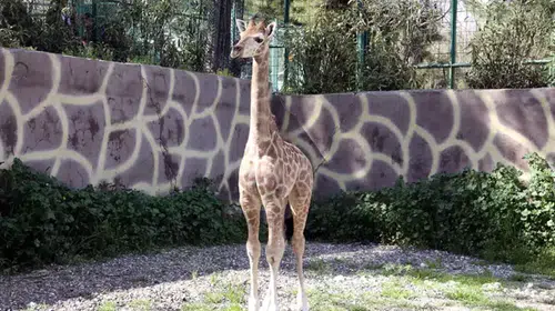 TÜRKİYE’DE DOĞAN İLK ZÜRAFANIN ADI ANKET İLE BELİRLENECEK!
