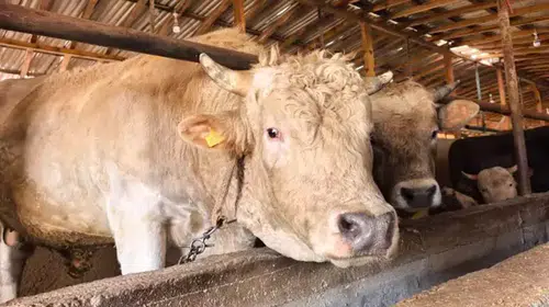 1,1 TONLUK KURBANLIK BOĞA "PAŞA" 500 BİN TL'DEN SATIŞA ÇIKTI!