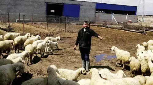 KAYSERİ'DE 80 BİN TL'YE ÇOBAN ARIYORLAR BULAMIYORLAR!