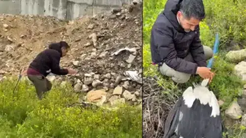 GÖÇ YOLLARINDAKİ LEYLEKLERİ VURAN VİCDANSIZLAR ARANIYOR!