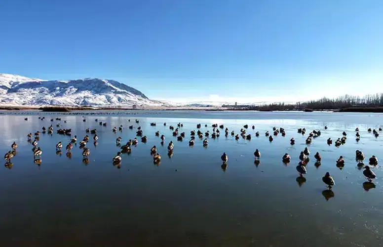 SİVAS'TA BUZ TUTAN GÖLÜN VEFALI SAKİNLERİ İLGİ ÇEKİYOR!