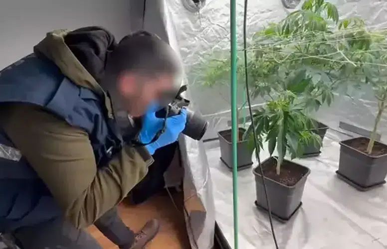 AVCILAR'DA SAKSIDA YETİŞTİRİLEN ESRAR OTU BÖYLE BELGELENDİ!