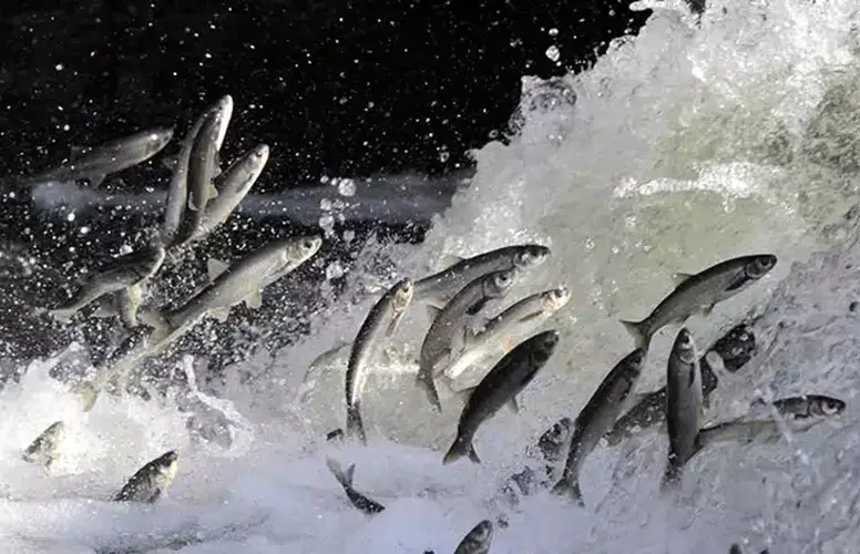 İNCİ KEFALİNİN EN ÇOK GÖRÜLDÜĞÜ DELİÇAY YÜKSELDİ!