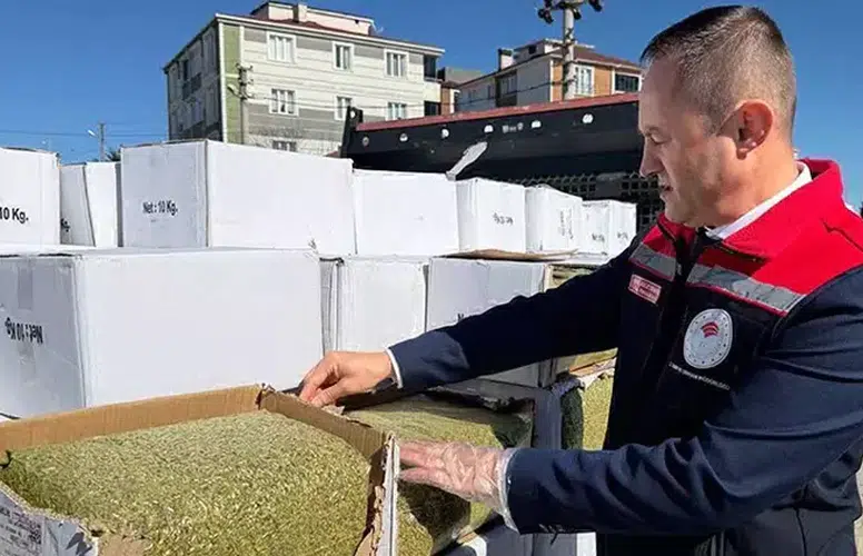 KANSOREJEN MADDE İÇEREN 2 TON KIYILMIŞ FISTIK ELE GEÇİRİLİDİ!