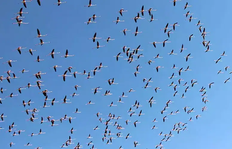 BİNLERCE FLEMİNGO TUZ GÖLÜ'NE GELMEYE BAŞLADI!
