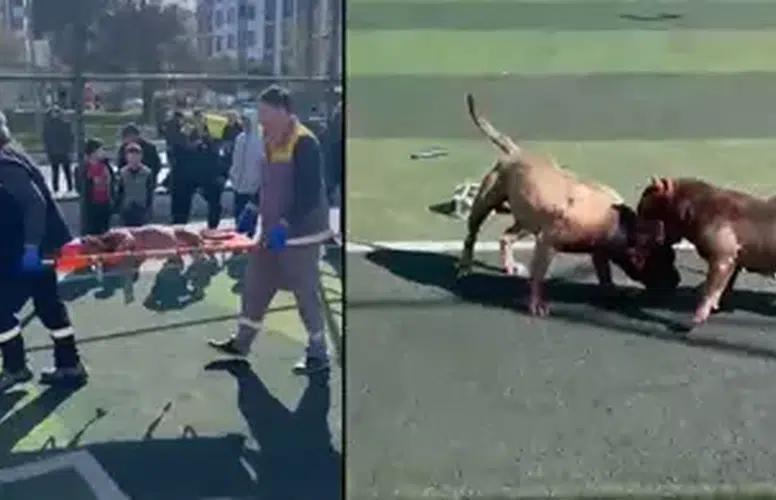 PİTBULL KÖPEKLERİ KAPIŞTIRILDI? ZABITA GELİNCE SAHİPLERİ KAÇTI!