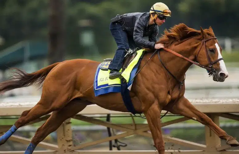 TÜRKİYE YARIŞ ATININ KAVURMA YAPILMASININ ŞOKUNU YAŞIYOR!