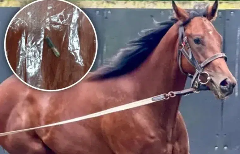 MERSİN'DE BELEDİYENİN İFTARINDAKİ KAVURMADAN YARIŞ ATI ÇİPİ ÇIKTI!