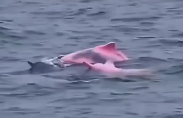 ÇOK İLGİNÇ! KARABURUN AÇIKLARINDA PEMBE YUNUSLAR GÖRÜNTÜLENDİ!