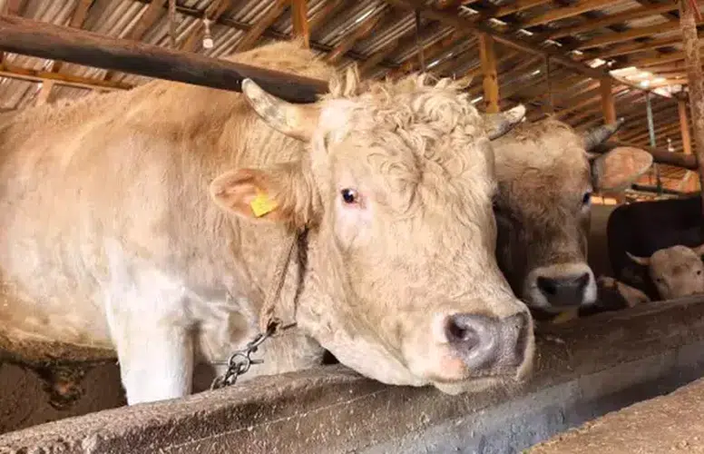 1,1 TONLUK KURBANLIK BOĞA "PAŞA" 500 BİN TL'DEN SATIŞA ÇIKTI!